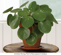 low-light-house-plants-Chinese-Money-Plant-Pilea-peperomioides-1 (low-light-houseplants)