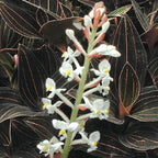 Black Jewel orchid flowers