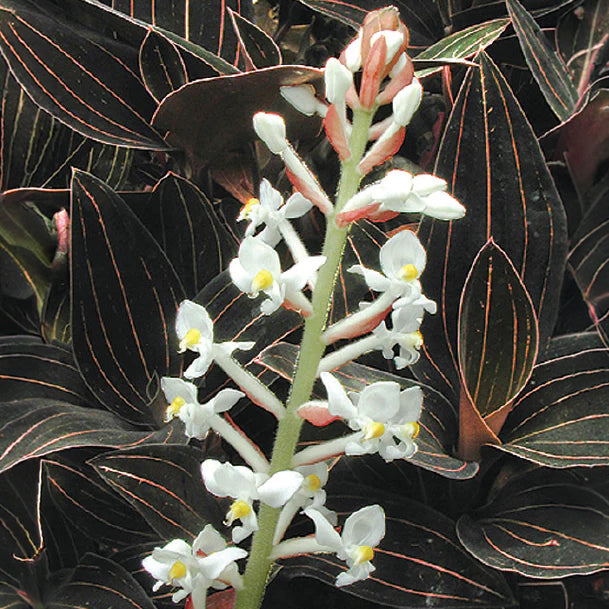 Black Jewel orchid flowers