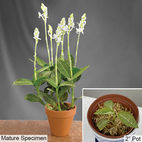White Jewel Orchid (Ludisia discolor alba)
