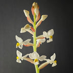 Black Jewel Orchid (Ludisia discolor)