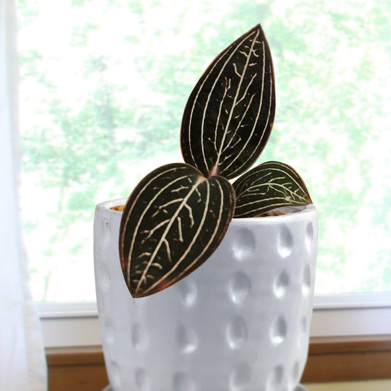 Black Jewel Orchid ‘Jewelyana’ (Ludisia discolor ‘Jewelyana’)