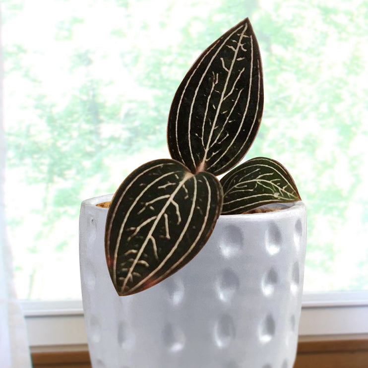 Black Jewel Orchid ‘Jewelyana’