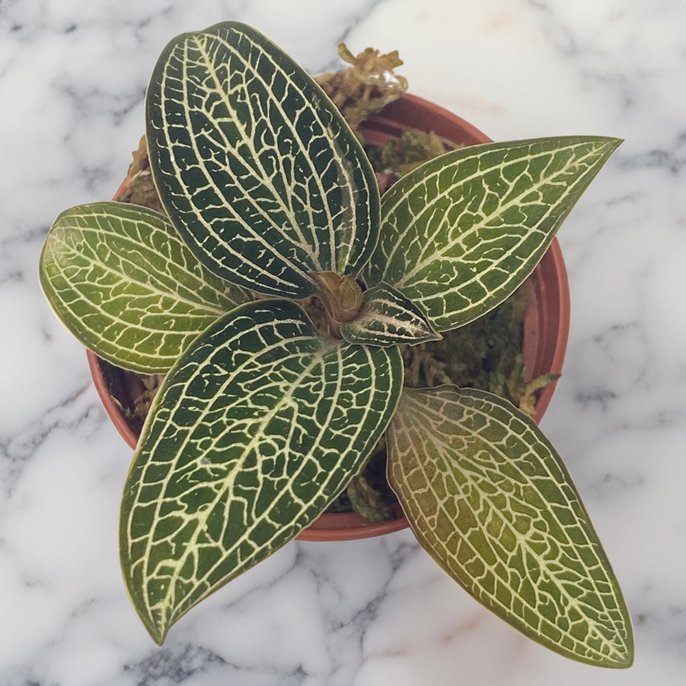 Jewel Orchid Ludochilus ‘Poly’