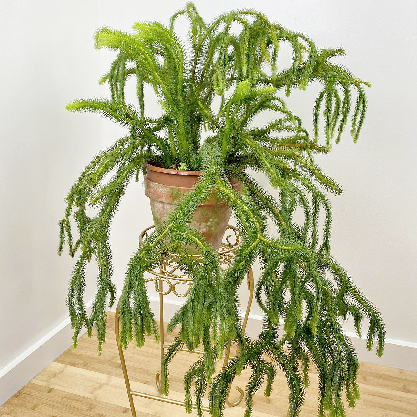 Lycopodium (Lycopodium squarrosum)