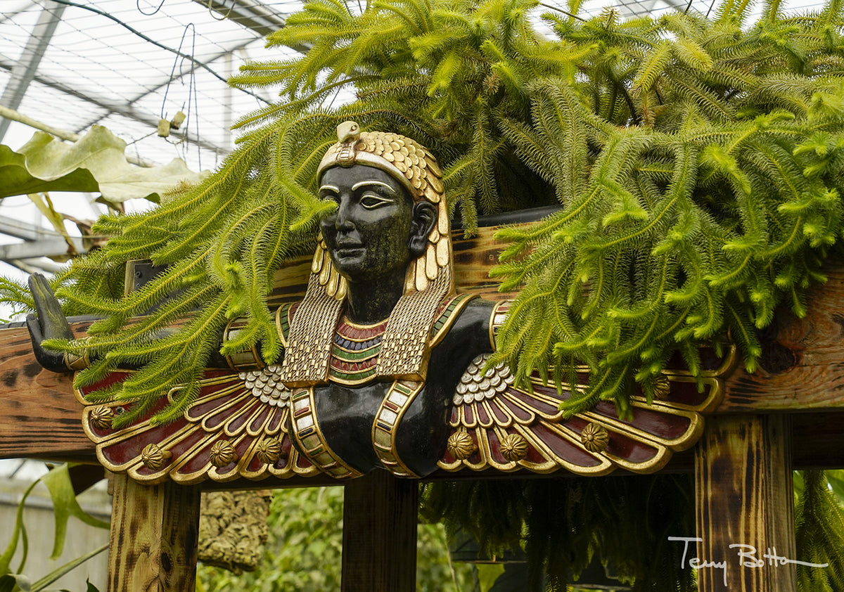 Lycopodium (Lycopodium squarrosum)