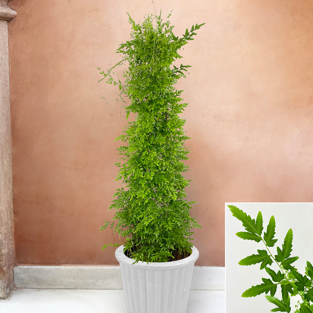 Japanese Climbing Fern (Lygodium japonicum)