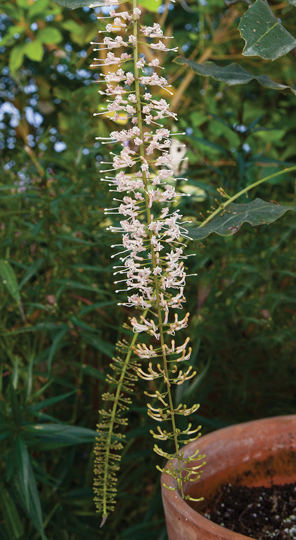 Macadamia Nut Tree (Macadamia integrifolia)