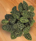 Lightning Bolt Jewel Orchid (Macodes petola)