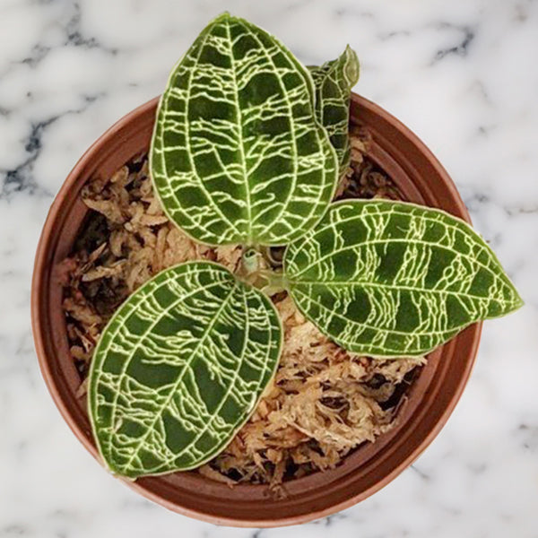 Lightning Bolt Jewel Orchid (Macodes petola)
