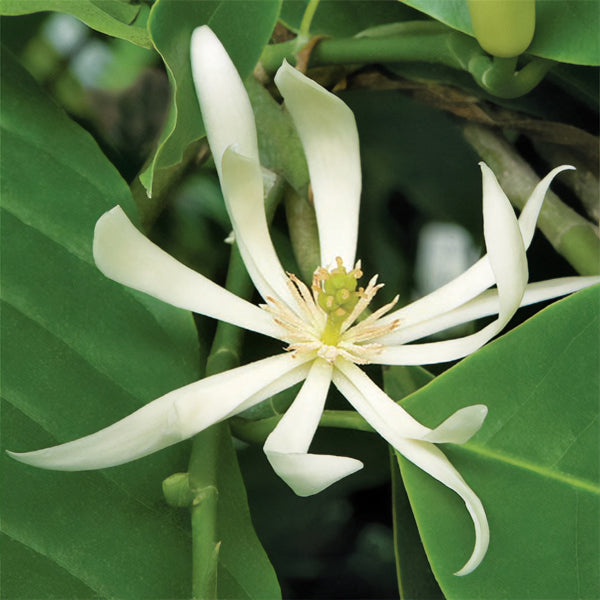 White Champaca (Magnolia x alba)