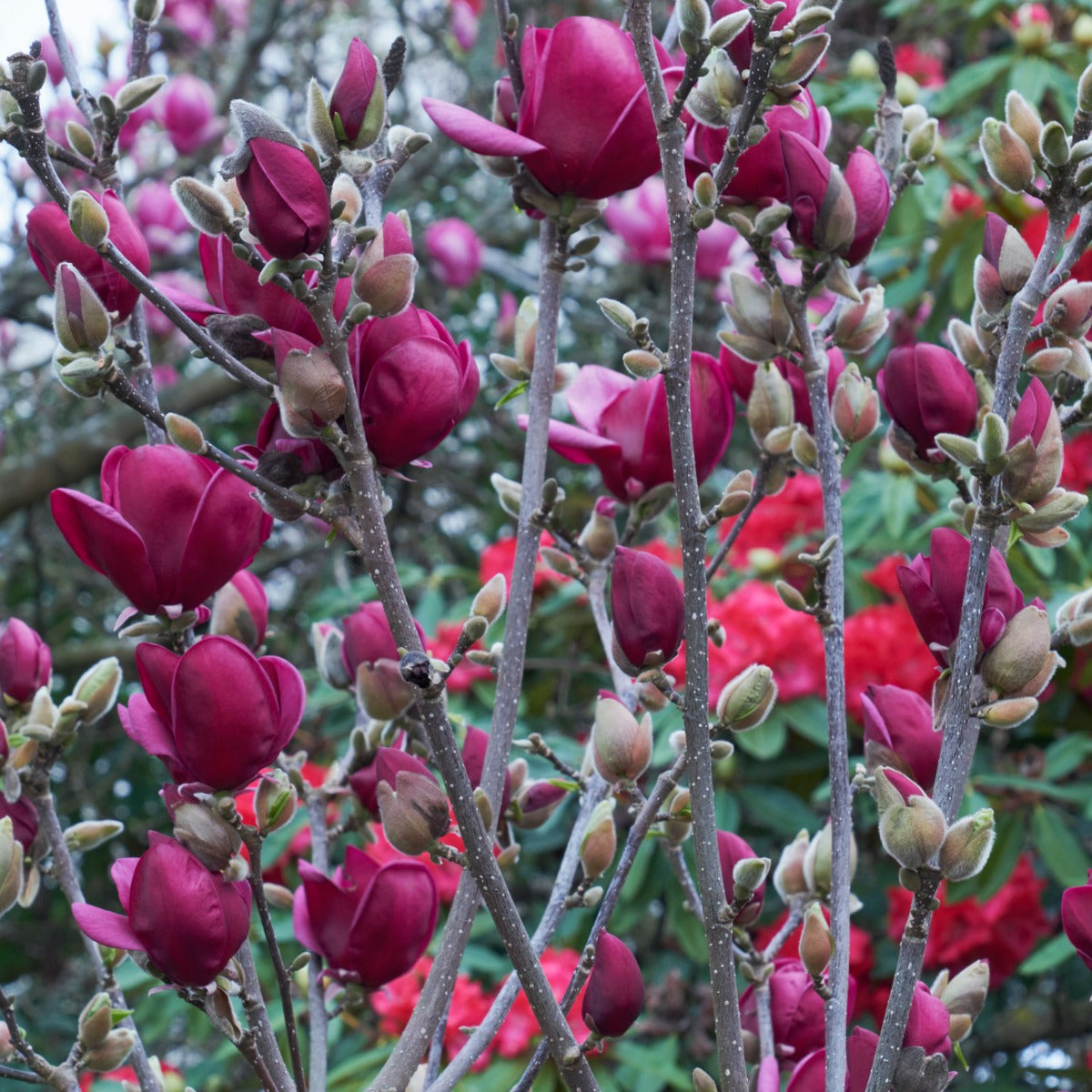 Magnolia ‘Genie’ PP (Magnolia soulangeana x liliflora hybrid)