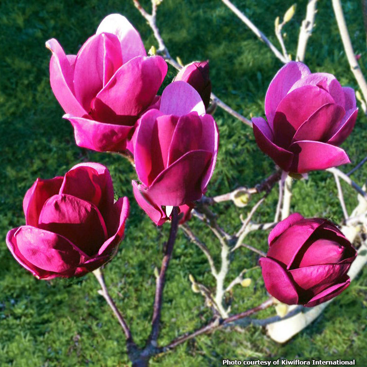 Magnolia Tinkerbelle PP