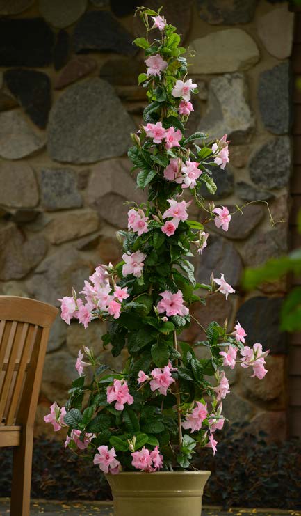 Mandevilla Summer Romance™ ‘Double Pink’ (Mandevilla hybrid)