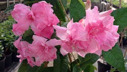 Mandevilla Summer Romance™ ‘Double Pink’ (Mandevilla hybrid)
