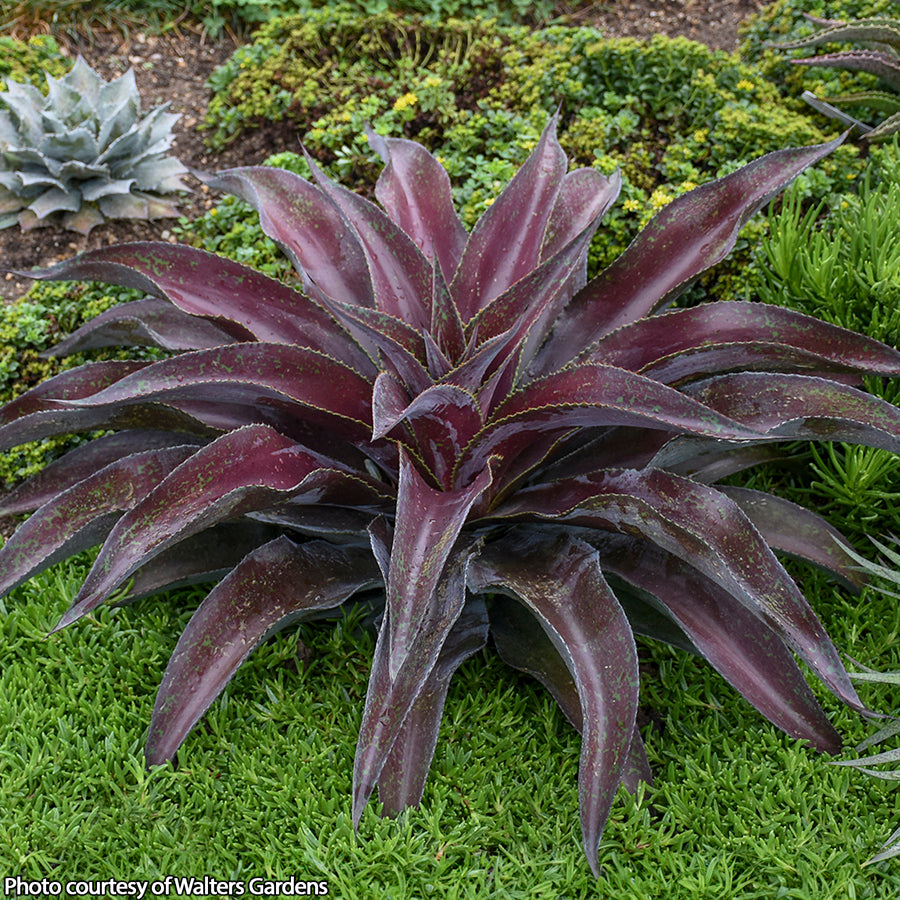 Mangave ‘Mission to Mars’ PP (Mangave hybrid)
