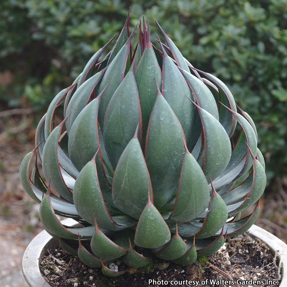 Mangave ‘Praying Hands’ PP (Manfreda x Agave hybrid)