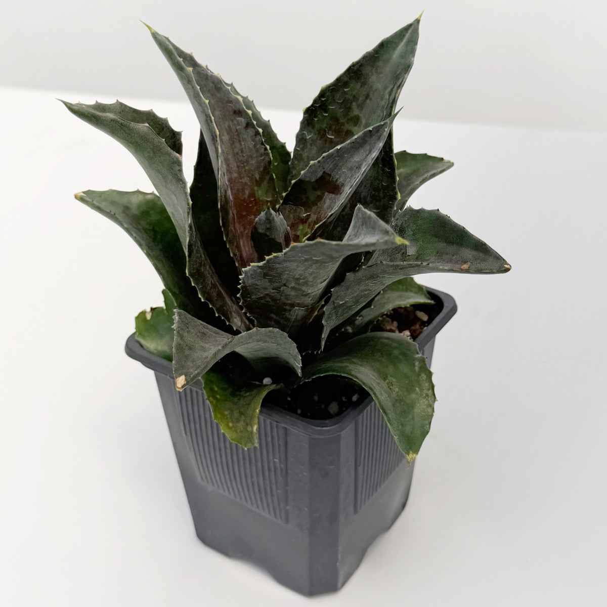 マンガベ ナイトオウル Mangave 'Night Owl' PP For Sale – Logee's Plants