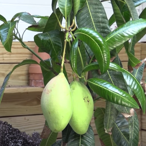 Mango Tree 'Pickering' For Sale – Logee's Plants
