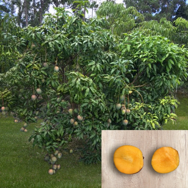Mango Tree ‘Little Gem’ (Mangifera indica hybrid)