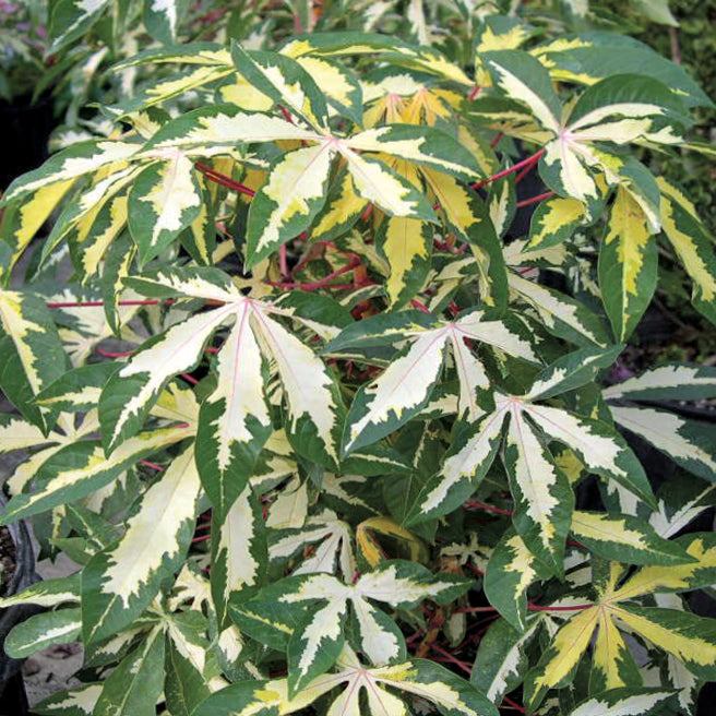 Variegated Tapioca (Manihot esculenta ‘Variegata’)