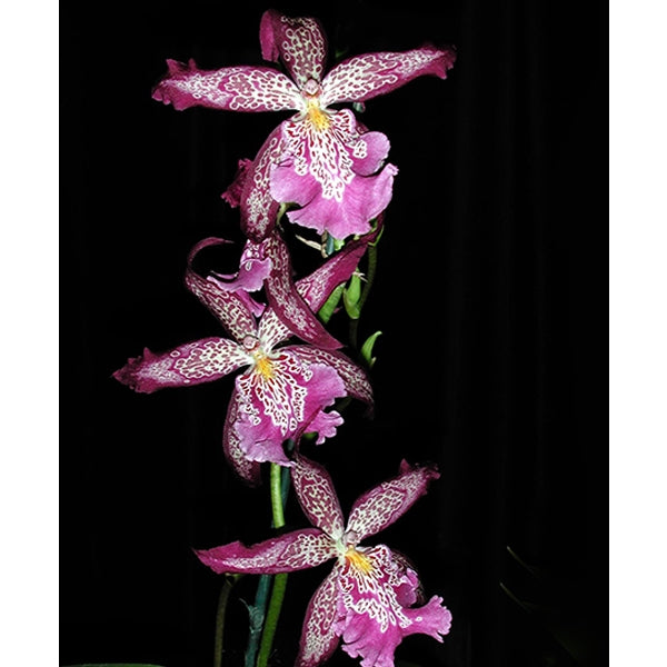 Bllra Orchid Marfitch ‘Howard’s Dream’ AM/AOS (Brassia x Cochlioda x Miltonia x Odontoglossum hybrid)