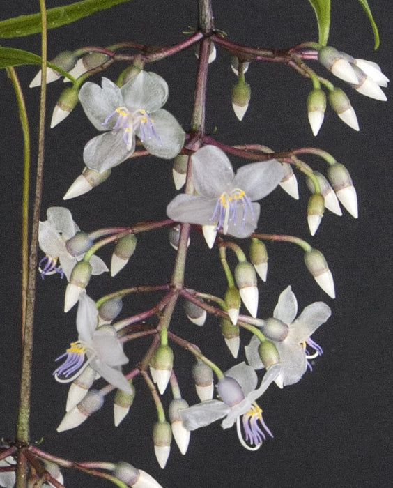 Medinilla ‘Lalique’ (Medinilla alata 'Lalique')