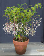 Medinilla ‘Lalique’ (Medinilla alata 'Lalique')