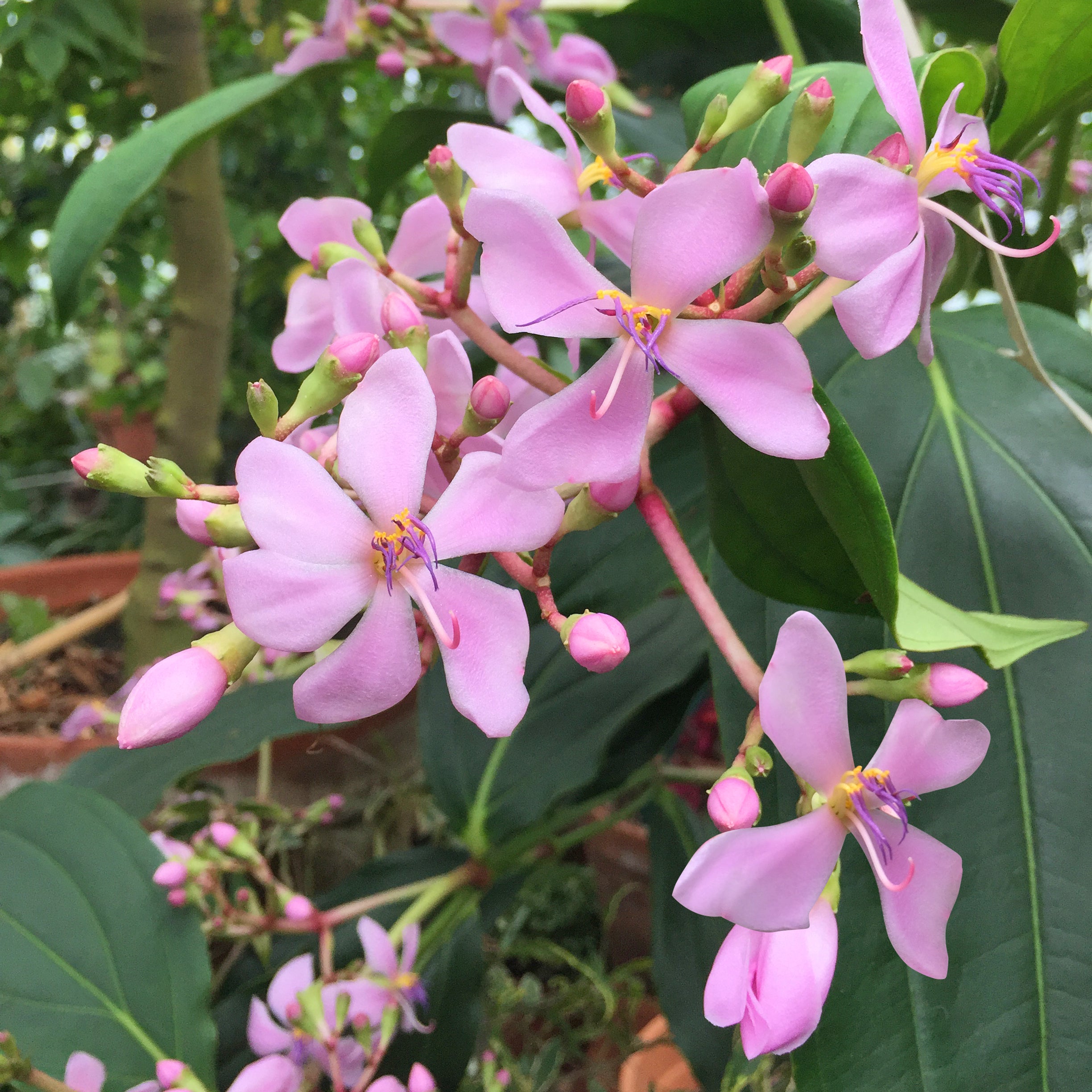 Medinilla ‘Philippine Pink’ (Medinilla apoensis)