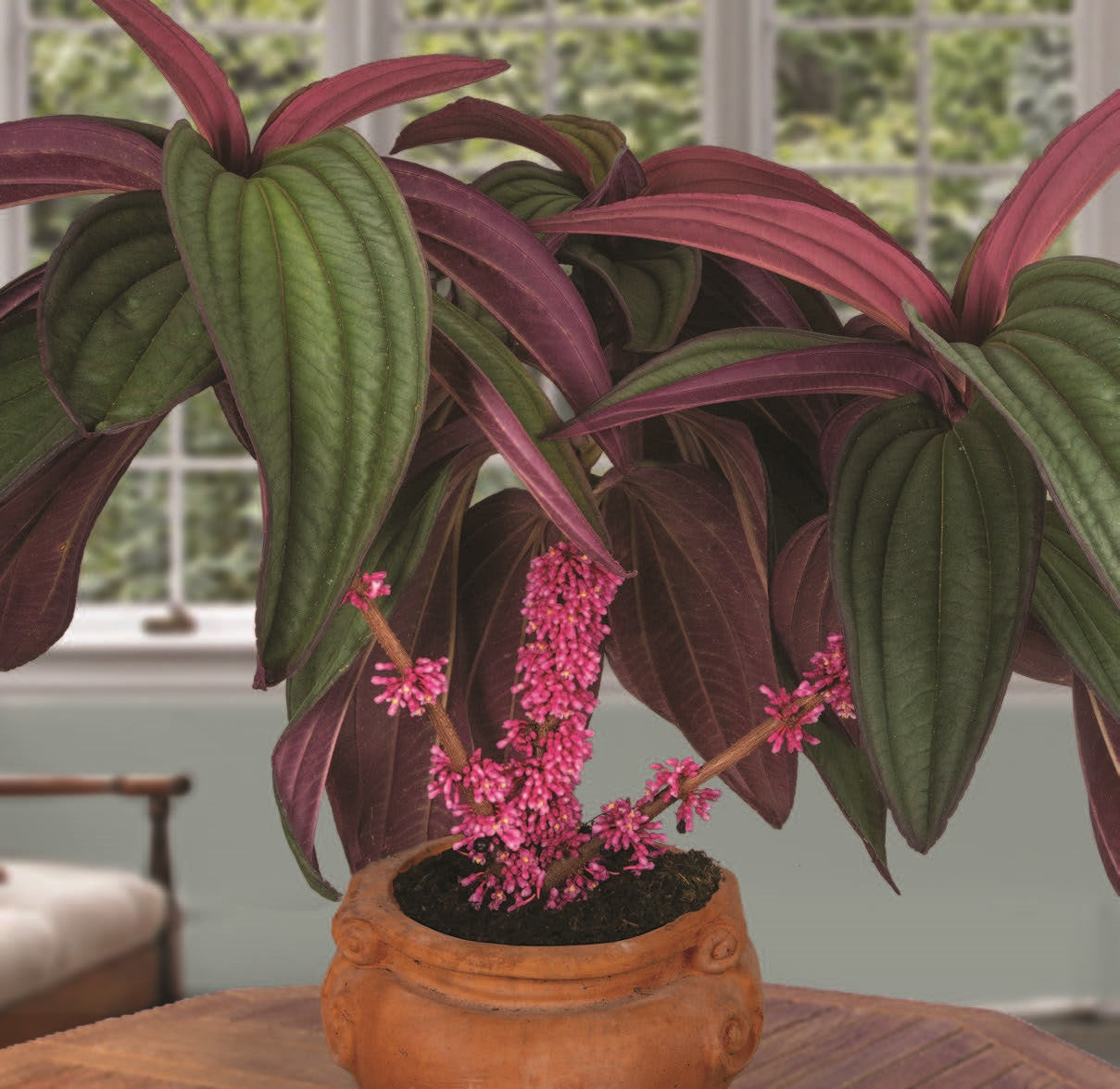Medinilla ‘Gregori Hambali’ (Medinilla species)