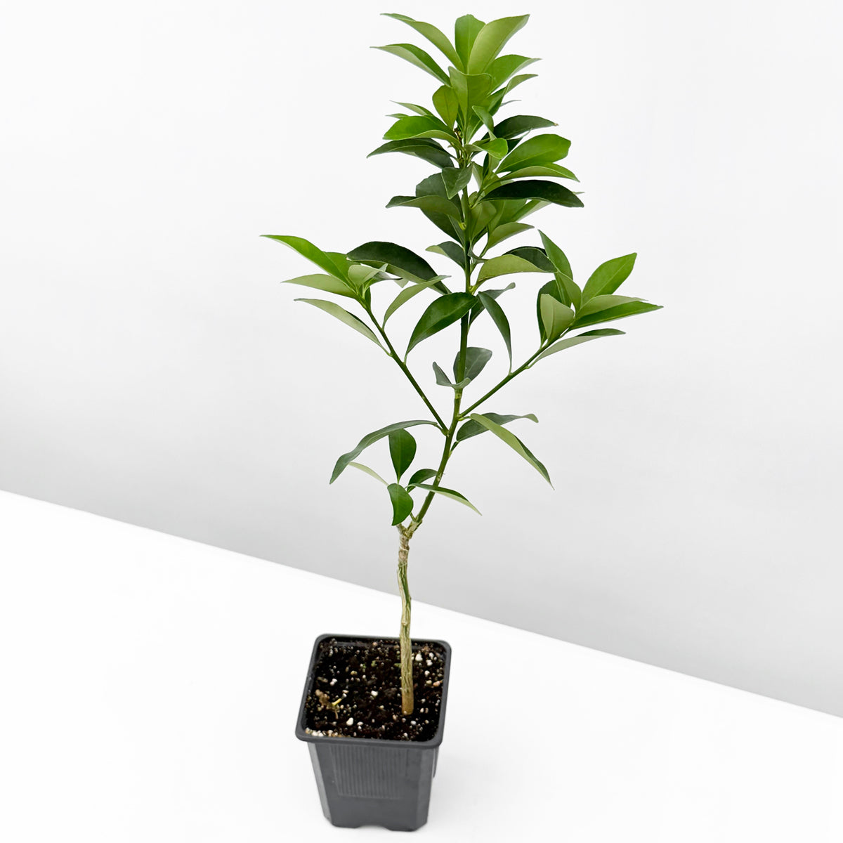 Sweet Kumquat Tree ‘Meiwa’ 4" pot