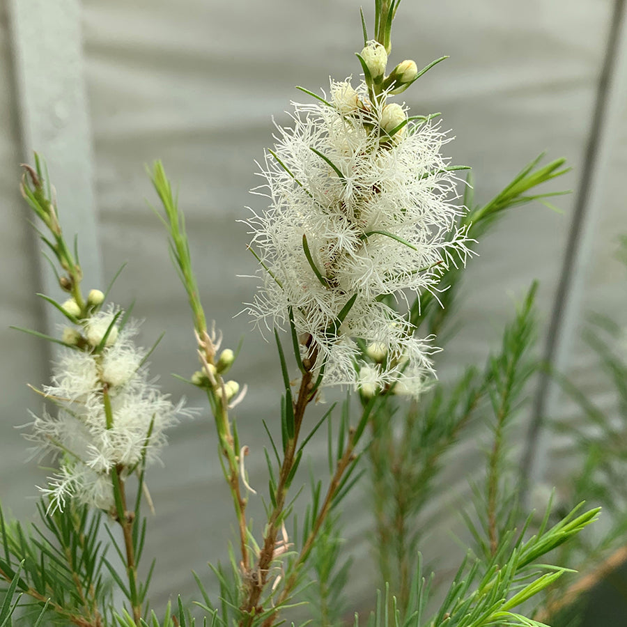 Paperbark Tea Tree