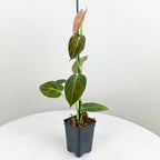 Black Gold Philodendron (Philodendron melanochrysum)