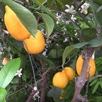 Meyer Lemon Tree (Citrus limon)