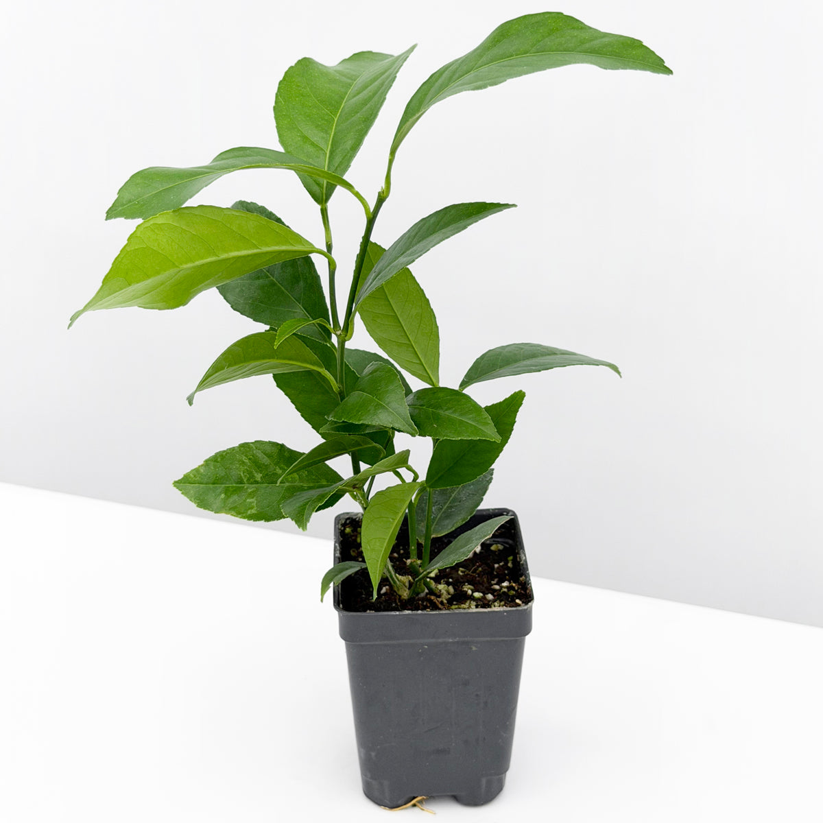 Meyer Lemon Tree (Citrus limon)