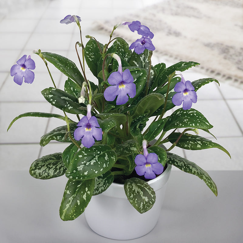 Vietnam Violet (Michaelmoelleria vietnamensis)