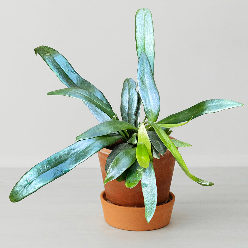 Blue Oil Fern (Microsorum thailandicum)