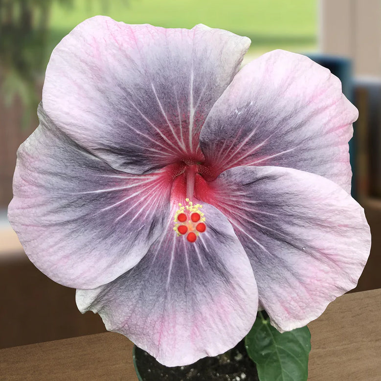 potted hibiscus plants for sale Hibiscus ‘Midnight Tryst’ For Sale – Logee's Plants
