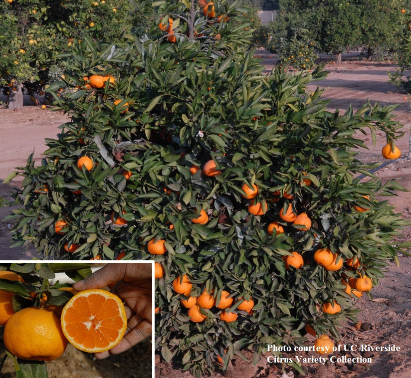 Citrus ‘Miho Wase’ Satsuma Mandarin (Citrus unshiu)