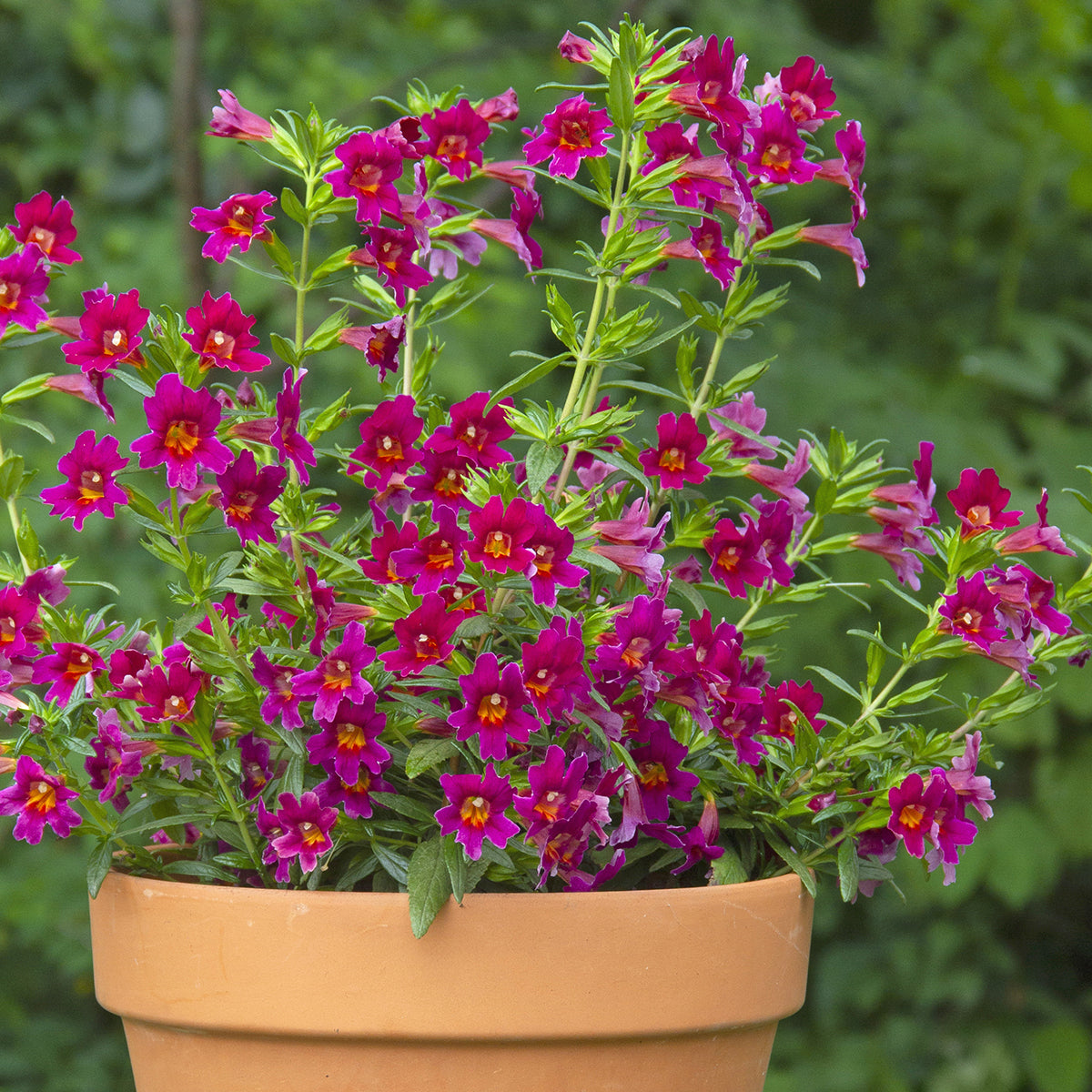 Mimulus ‘Jelly Bean Betabel’ (Mimulus hybrid)