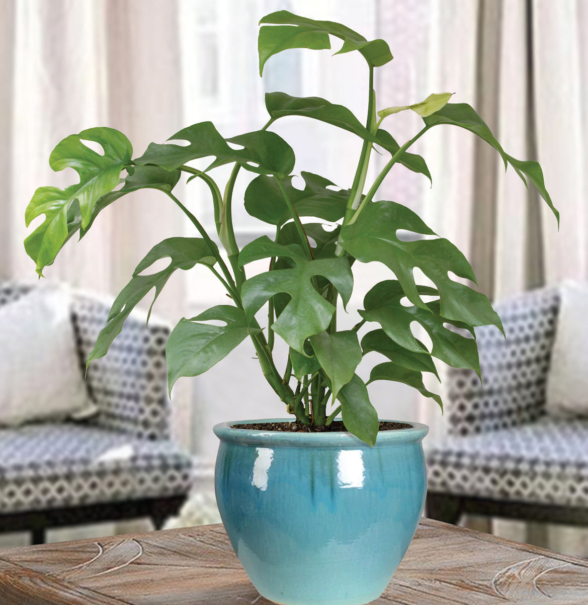 Mini Monstera (Rhaphidophora tetrasperma)