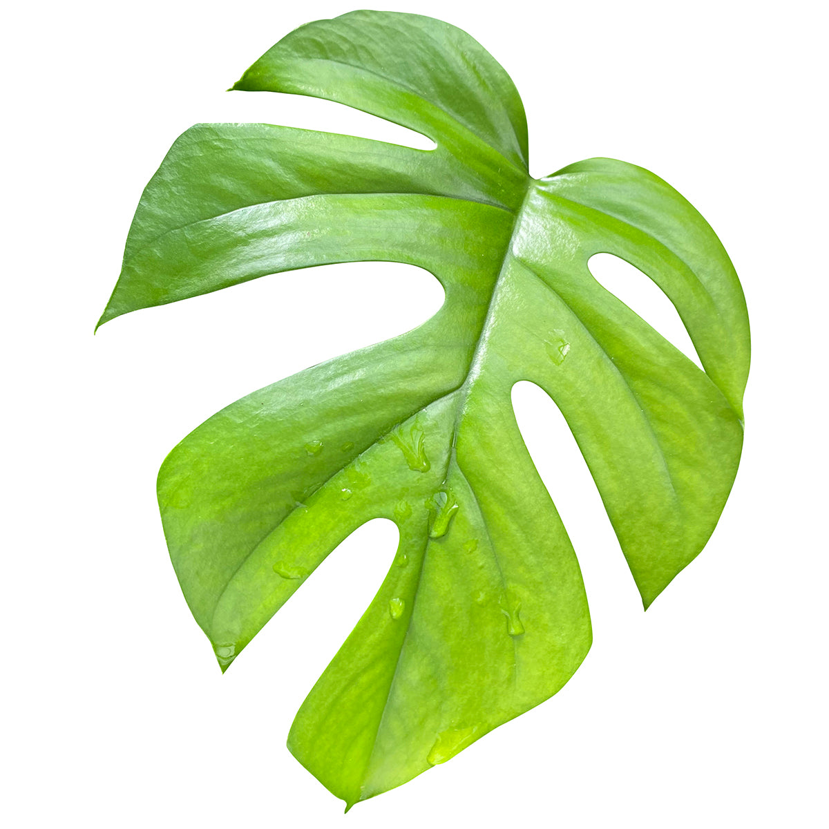 Mini Monstera (Rhaphidophora tetrasperma)