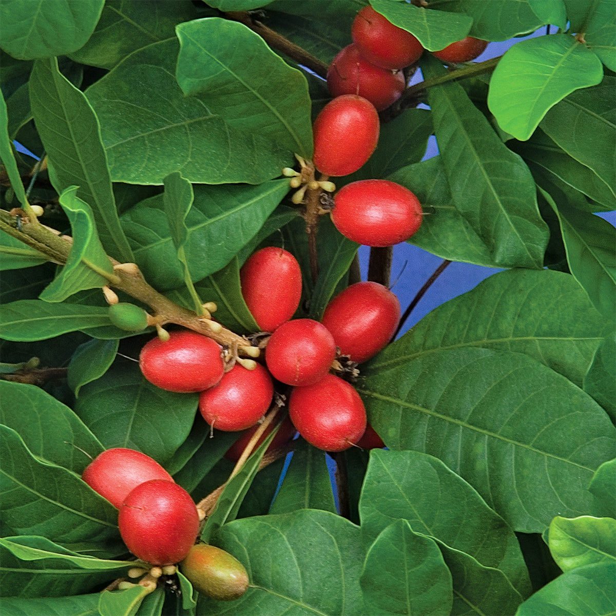 miracle berry plant seeds Miracle Fruit Plant 6" For Sale – Logee's Plants