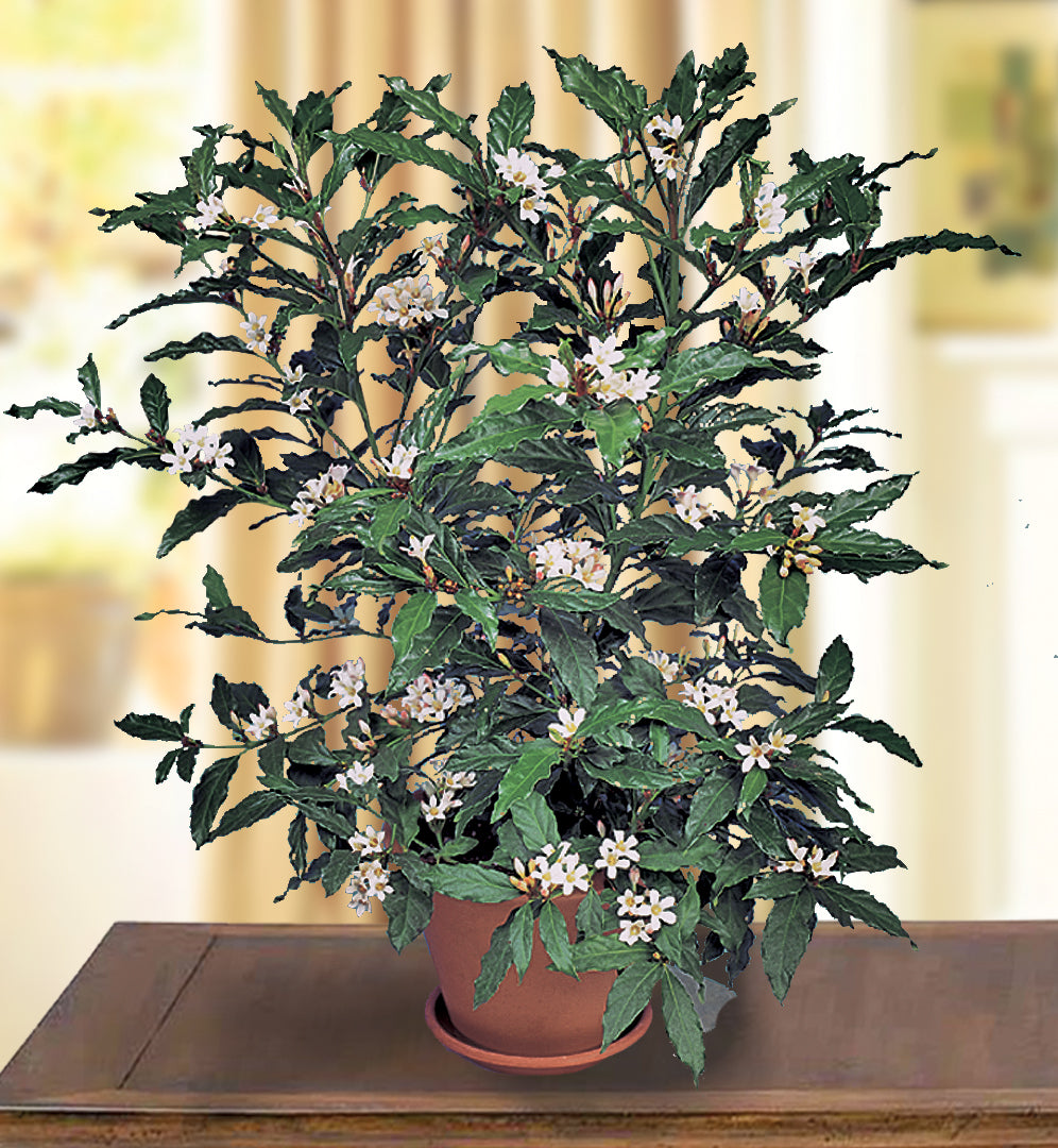African Gardenia (Mitriostigma axillare)