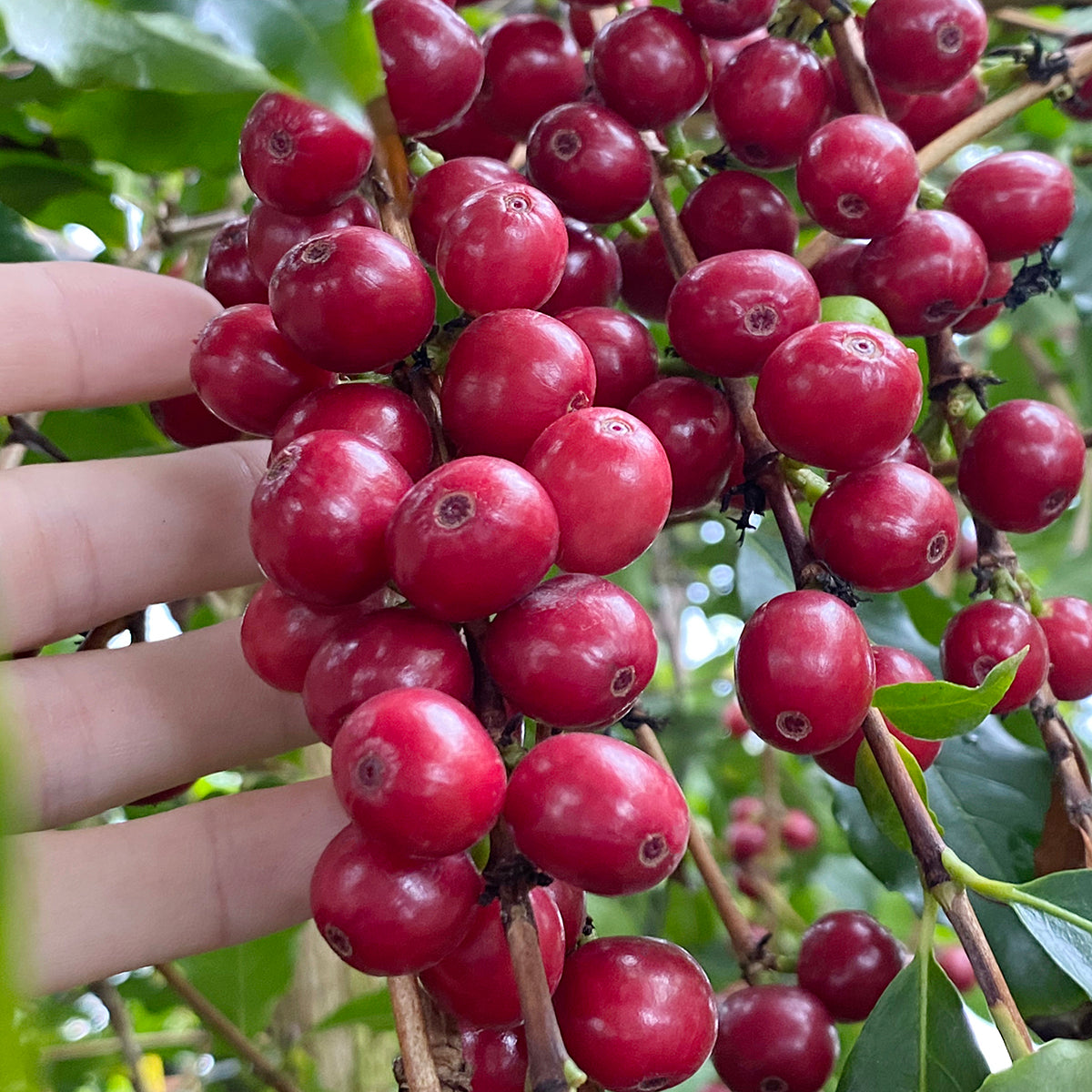 Coffee Plant ‘Mocha’ (Coffea arabica hybrid)