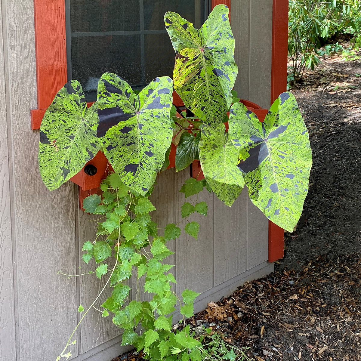 Elephant Ear ‘Mojito’ PP (Colocasia esculenta hybrid)