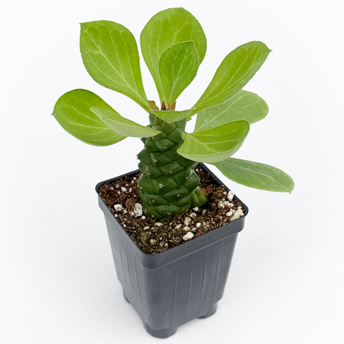 Monadenium ritchiei