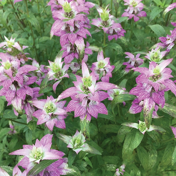 Spotted Beebalm ‘Deep Purple’ (Monarda punctata hybrid)