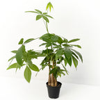 Money Tree with several stems and green leaves
