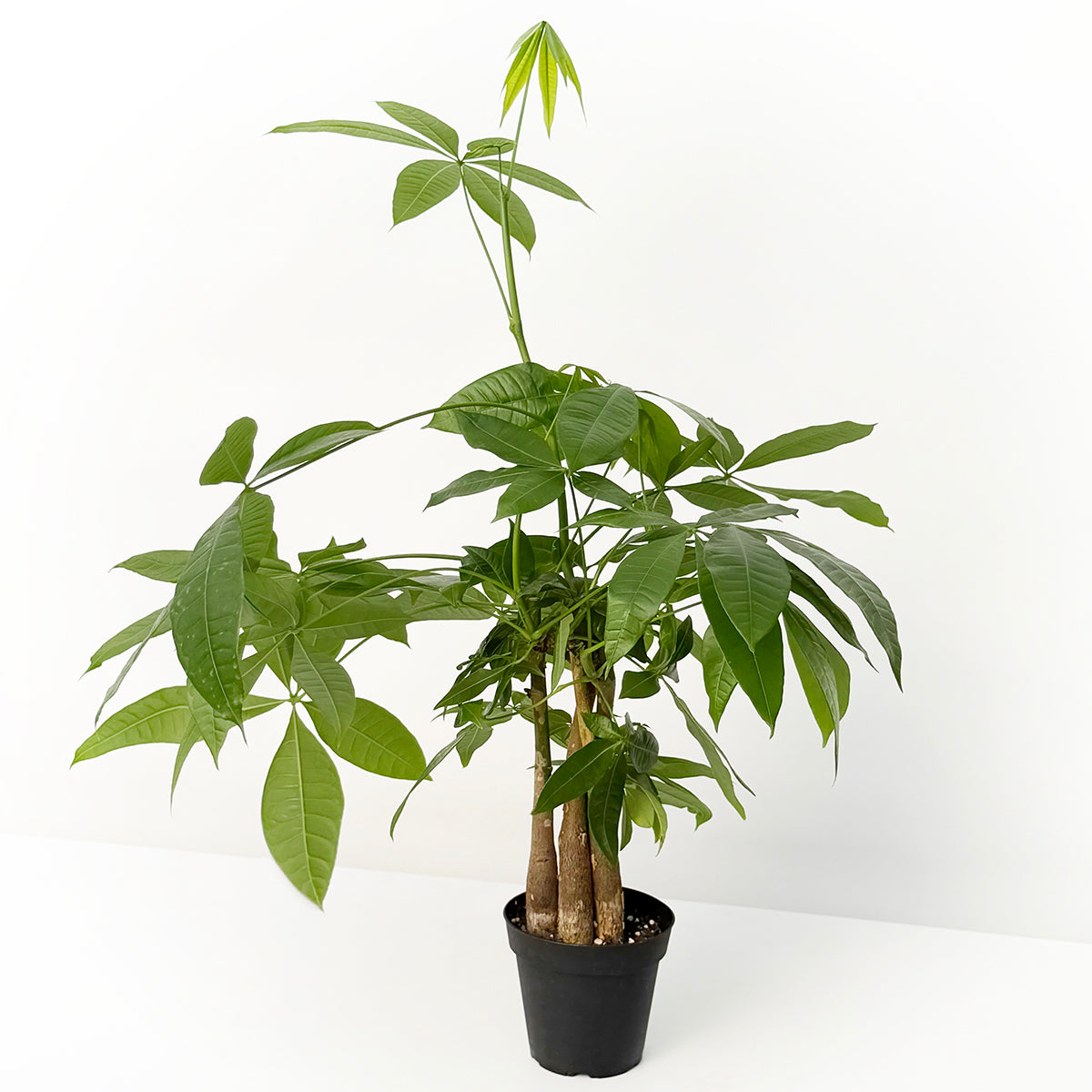 Money Tree with several stems and green leaves